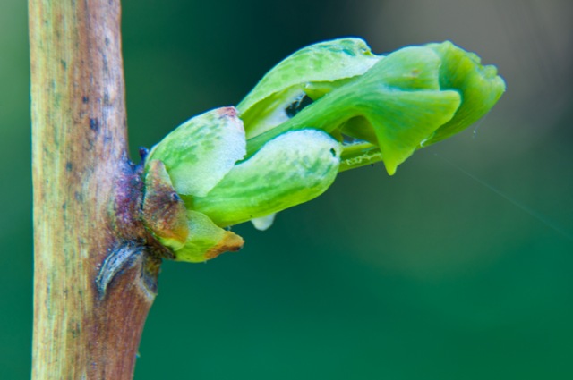Miłorząb Japoński